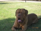 venta dogo de burdeos - mejor precio | unprecio.es