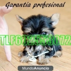 YORKSHIRE TOY 340€ 602553072 - mejor precio | unprecio.es