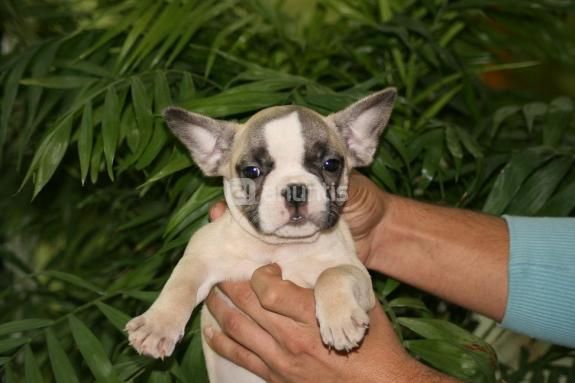 Bulldog Frances, magnifico pedigri, 200 euros