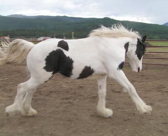 Caballo de tambor Beautiful ahora disponibles para adopción.   900