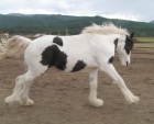 Caballo de tambor Beautiful ahora disponibles para adopción.   900 - mejor precio | unprecio.es
