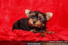 Cachorritos de Yorkshire Terrier juguetones y afectuosos, Barcelona - mejor precio | unprecio.es