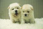 Chow Chow - ( Blancos y Rojizos ) - Nueva Camadas Disponibles Cachorros - mejor precio | unprecio.es