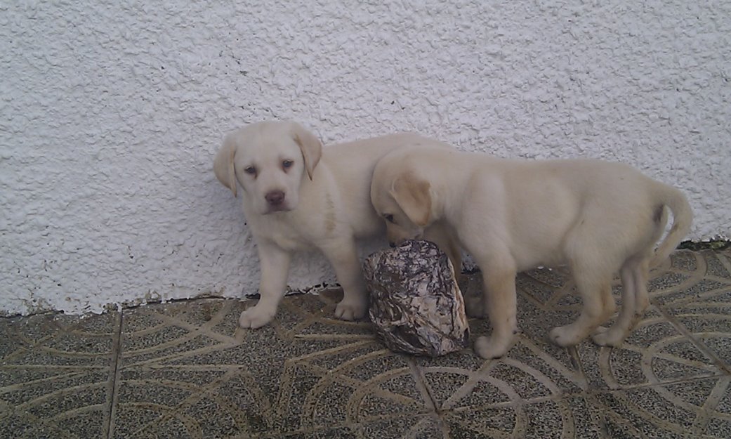 labrador dorado y negro