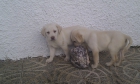 labrador dorado y negro - mejor precio | unprecio.es