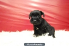 miniatura cachorros de shnauzer negros ::: preciosos cachorros - mejor precio | unprecio.es