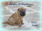 PRECIOSA CACHORRITA SHAR PEI DISPONIBLE - SHARPEIS CASADRIANO - mejor precio | unprecio.es