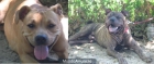 preciosos cachorritos de bandog pittbul y buldog americano - mejor precio | unprecio.es