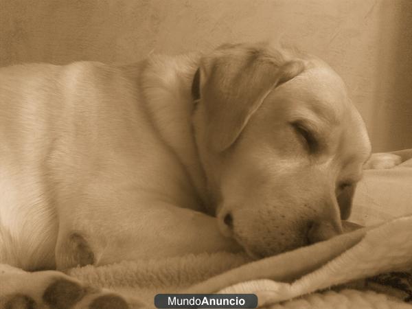 regalo golden retriever mallorca
