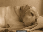 regalo golden retriever mallorca - mejor precio | unprecio.es