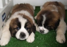 San bernardo, cachorros a muy buen precio - mejor precio | unprecio.es