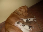 vendo cachorros pitbull - mejor precio | unprecio.es