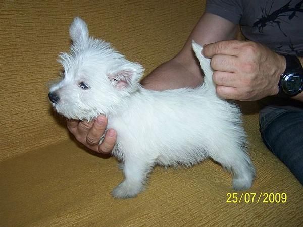 West Highland Terrier ( Westy)