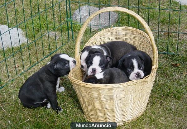 Boston Terrier, increibles cachorros de pura raza