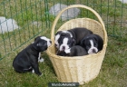 Boston Terrier, increibles cachorros de pura raza - mejor precio | unprecio.es