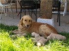 Cachorros de Golden Retrevier - mejor precio | unprecio.es