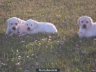 Encantadores cachorros de Labrador color arena - mejor precio | unprecio.es