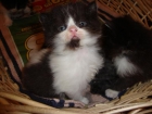 Gatitos persas - mejor precio | unprecio.es