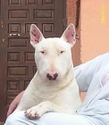 Macho BullTerrier para montas.Granada - mejor precio | unprecio.es