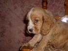 preciosos cachorritos de  cockers... - mejor precio | unprecio.es