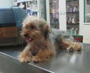 Yorkshire abandonado busca hogar