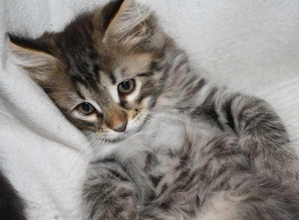 Gato siberiano - últimos cachorros