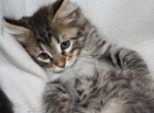 Gato siberiano - últimos cachorros - mejor precio | unprecio.es