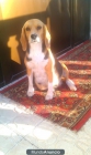 cachorros beagle - mejor precio | unprecio.es
