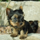 Cachorros Yorkshire toys inscritos en LOE - mejor precio | unprecio.es