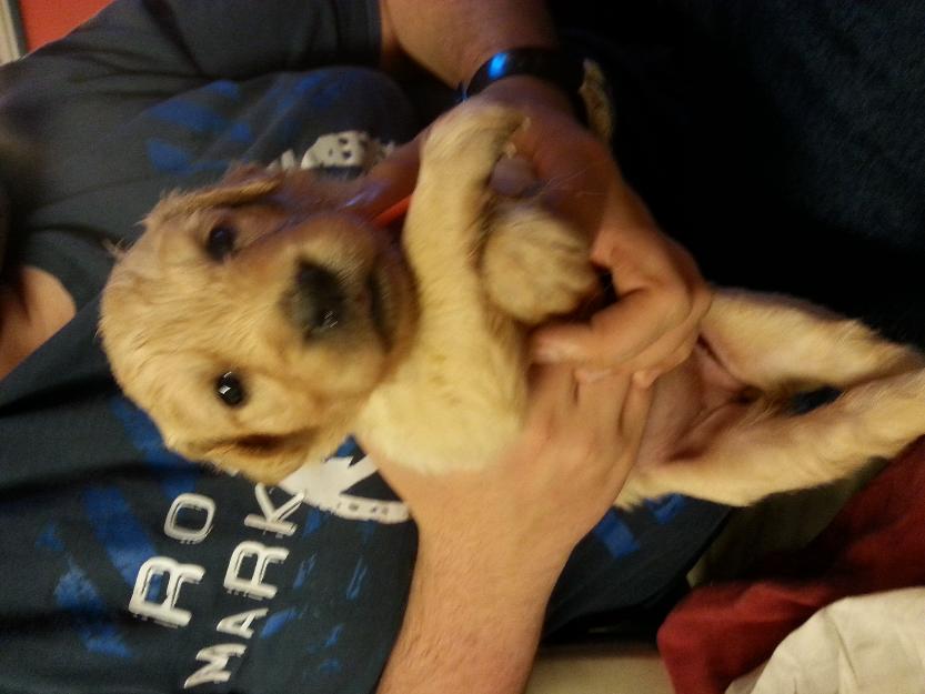 camada de golden retriever