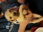camada de golden retriever - mejor precio | unprecio.es