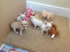 chihuahua cachorros machos y hembras - mejor precio | unprecio.es