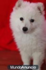 Pomerania Lulu macho y hembra por vente 125euros - mejor precio | unprecio.es