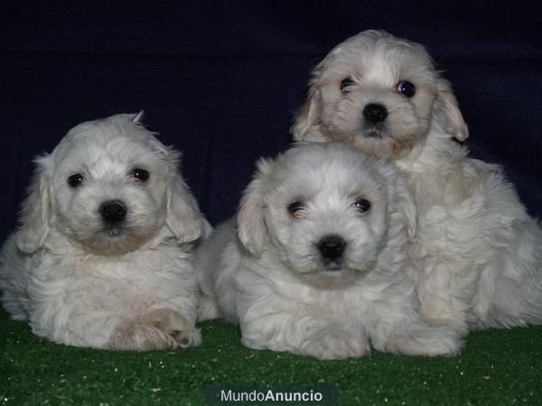 Preciosa camada de Bichon Maltes. - Asturias