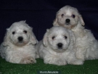 Preciosa camada de Bichon Maltes. - Asturias - mejor precio | unprecio.es