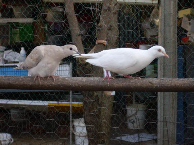 tortolas blancas