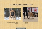 UNICA Y EXCLUSIVA CAMADA DE BULLMASTIFF - mejor precio | unprecio.es