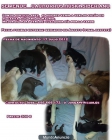 Vendemos cachorros de husky - mejor precio | unprecio.es