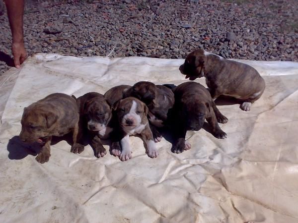 vendo cachorros de PITBULL