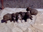 vendo cachorros de PITBULL - mejor precio | unprecio.es