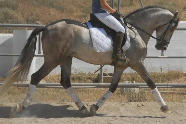 Caballo montado Pura Raza Española