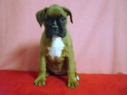 BOXER CACHORROS DORADITOS MUY BONITOS - mejor precio | unprecio.es