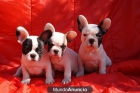 BULLDOG FRANCES EN BARCELONA 420€ - mejor precio | unprecio.es
