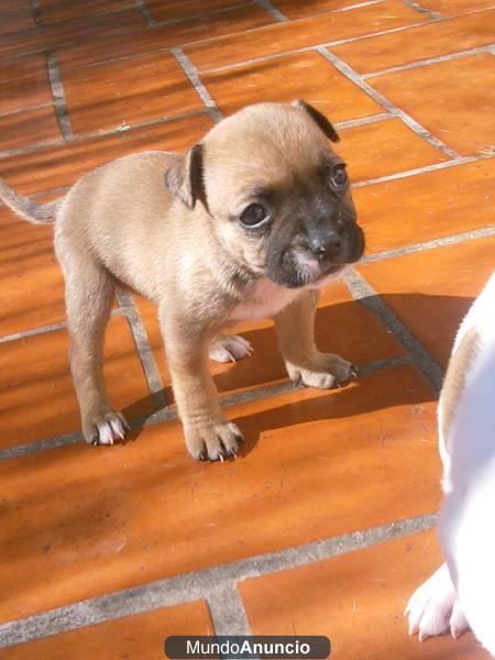 cachorros pitbull