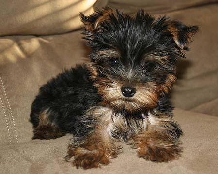 Caninopuro.lee@hotmail.com