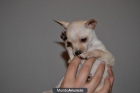 COMPRA ULTIMA CACHORRITA CHIHUAHUA TOY - mejor precio | unprecio.es