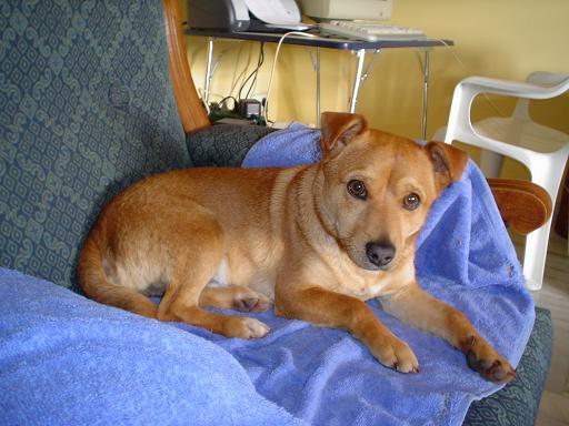 Cuco, perrito joven de añito y medio, tamaño pequeño en adopción