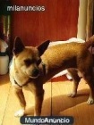HEMBRA CRUCE DE CHIGUAGUA DE 19 MESES EN VENTA URGENTISSIMA - mejor precio | unprecio.es