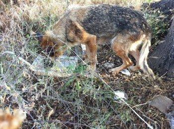 LOBA, pastora alemana en los huesos, en la perrera. Necesita acogida o adopción urgente¡¡