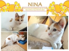 NINA, Y NANA gata que empezó mal su vida: la abandonaron en una caja - mejor precio | unprecio.es
